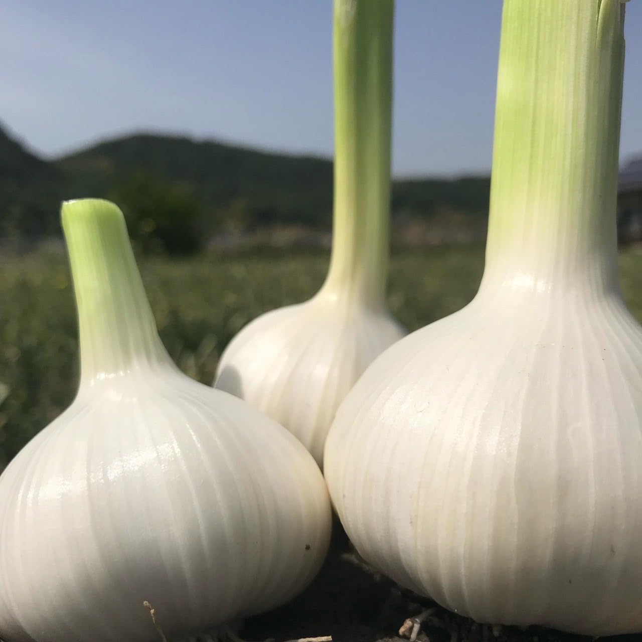 Amazon.co.jp: 【令和7年産にんにく種球】【20片】 種 球根 少量